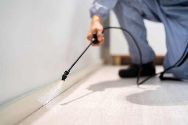 Licensed Wasp Removal service in Forrest, IL - Show Me Pest Control